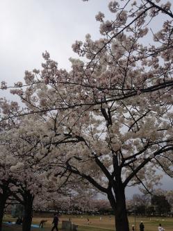 桜１.JPG