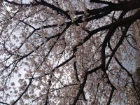 桜２.JPG