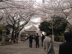増上寺の桜.JPG