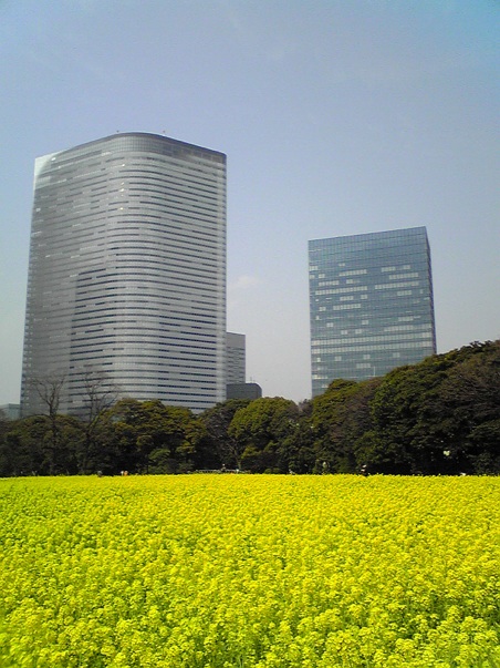 http://nakatazei.com/blog/office/ichimenno-nanohana.jpg